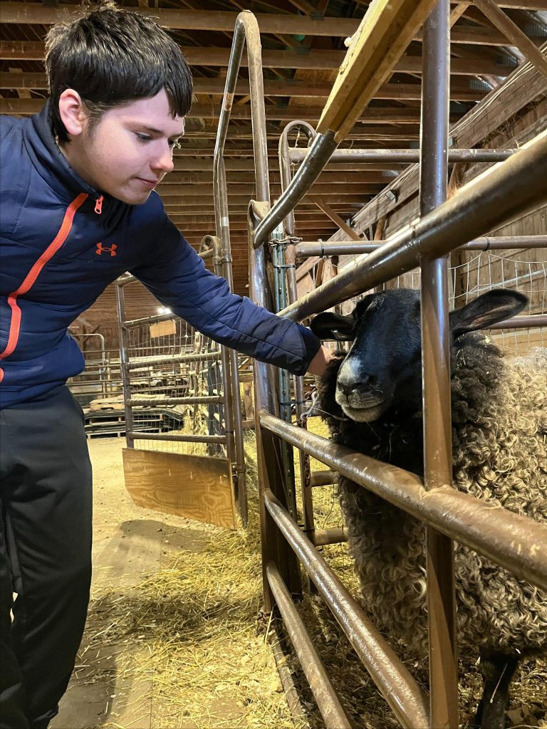 Person petting black sheep through fence with barn background.